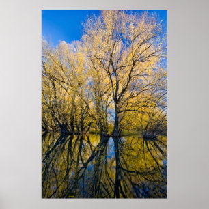 Utah. USA. Peachleaf Willow Trees Poster