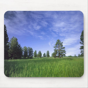 UTAH. USA. Ponderosa pines Pinus ponderosa) & Mouse Pad