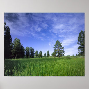 UTAH. USA. Ponderosa pines Pinus ponderosa) & Poster
