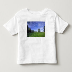 UTAH. USA. Ponderosa pines Pinus ponderosa) & Toddler T-Shirt