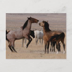 Utah Wild Mustangs Postcard