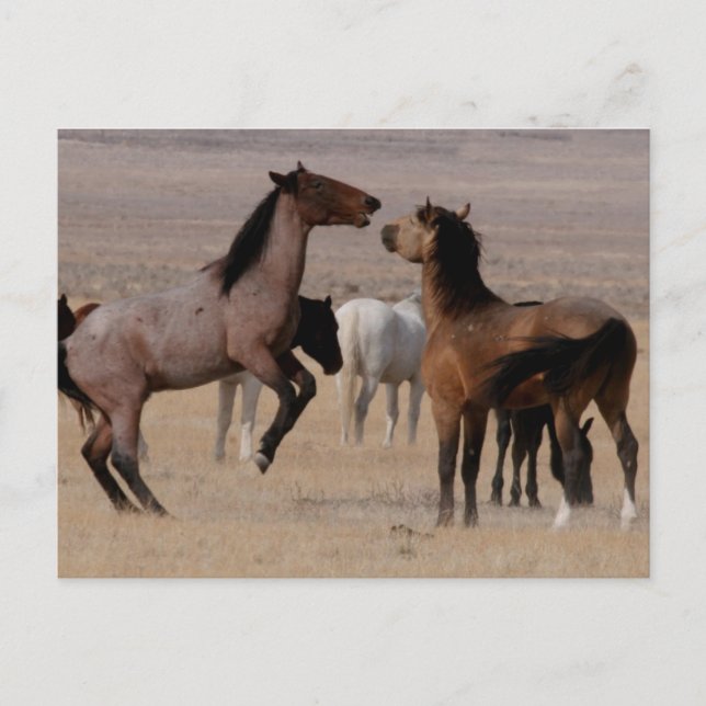Utah Wild Mustangs Postcard (Front)
