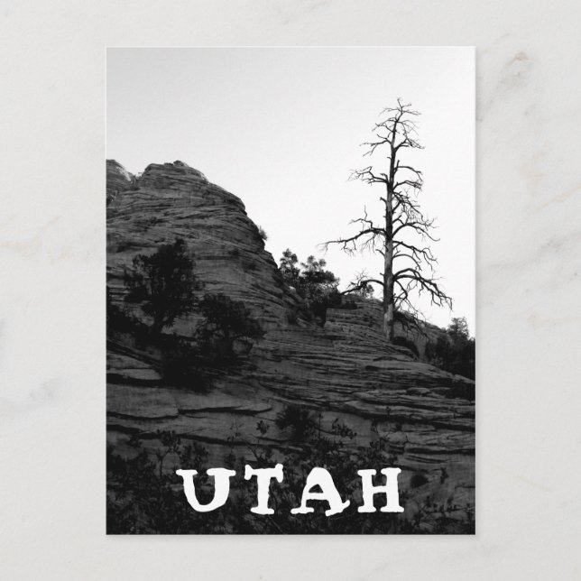 UTAH Zion National Park Lone Tree Black White Postcard (Front)