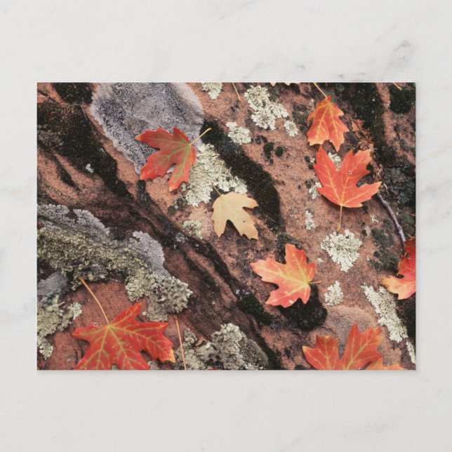 Utah, Zion National Park, Patterns of autumn Postcard (Front)