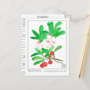 Uva Ursi Bearberry Herb Materia Medica Postcard