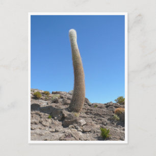 uyuni cacti up postcard