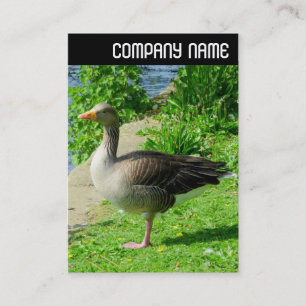 V Header - Greylag Goose Business Card