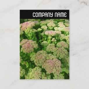 V Header - Sedum "Autumn Joy" Business Card