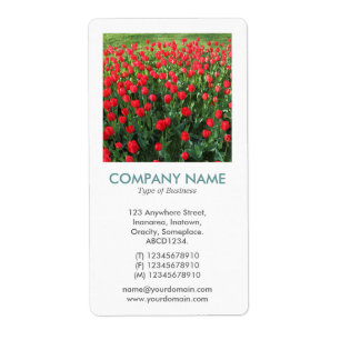 V Square Photo - Bed of Red Tulips