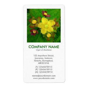V Square Photo - Hypericum perforatum