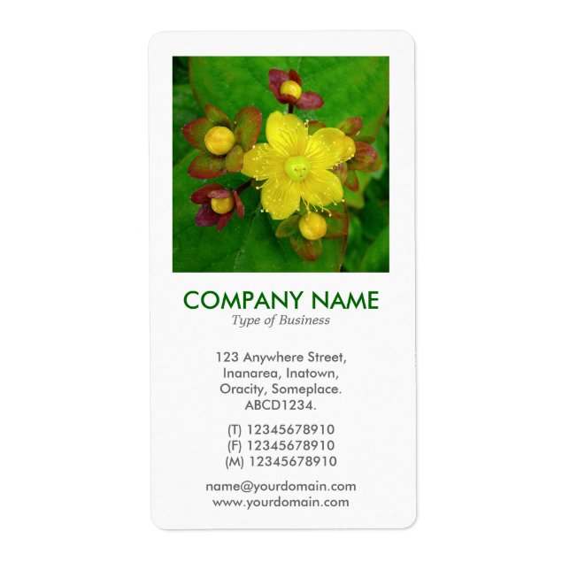 V Square Photo - Hypericum perforatum (Front)