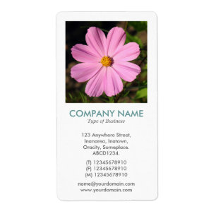 V Square Photo - Pink Cosmos