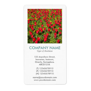 V Square Photo - Red Tulips