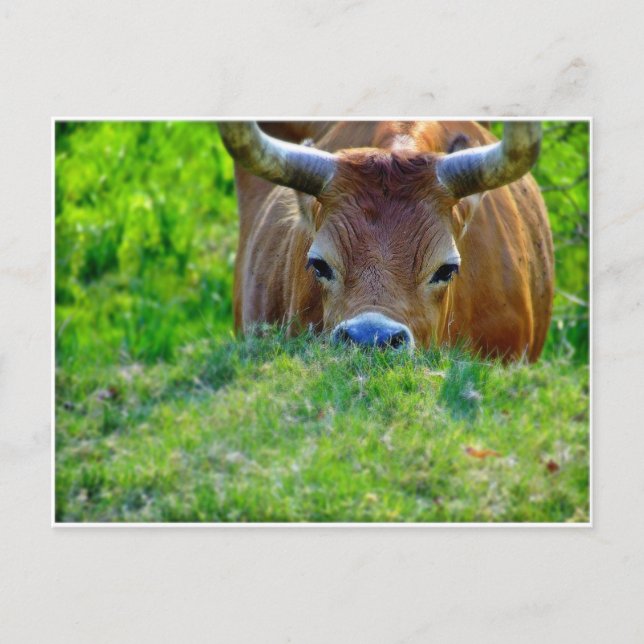 vaca postcard (Front)