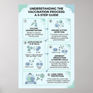 Vaccination Process Explained: A 5-Step Immunity Poster