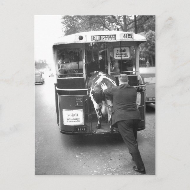 Vache dans le tramway postcard (Front)