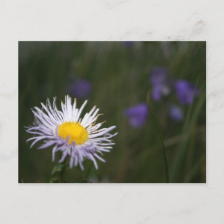 Vail Colorado Rocky Mountain Wild Flowers Postcard