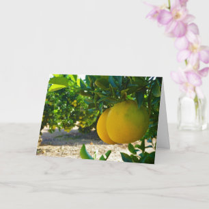 Valencia Orange Grove Portrait Card