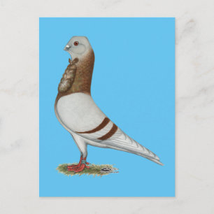 Valencian Figurita Pigeon Postcard