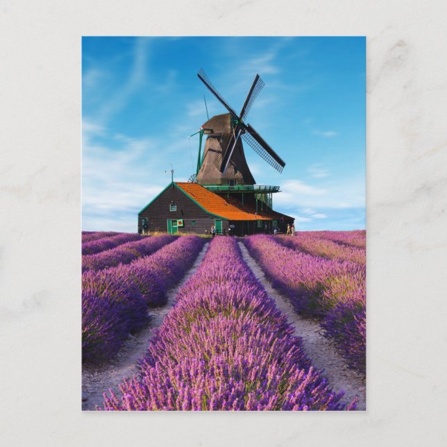 Valensole Lavender Fields Provence France Postcard (Front)