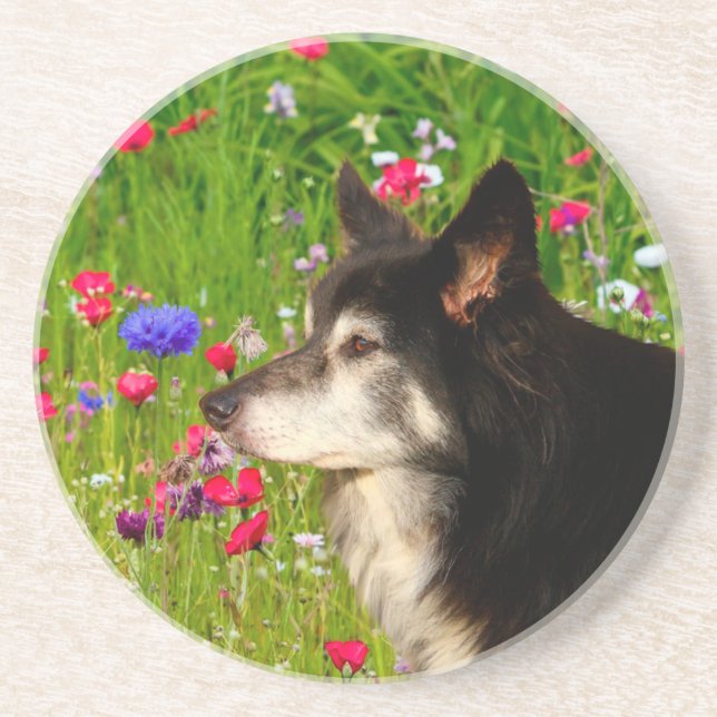 Valentine Border Collie with beautiful flowers Coaster (Front)