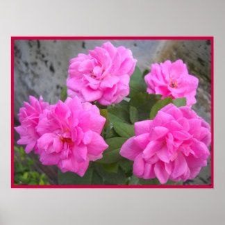 Valentine Day Rose-Poster Poster