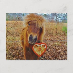 Valentine Heart  Miniature brown Horse Holiday Postcard