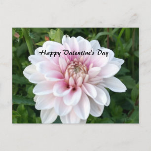 Valentine postcard with white and pink dahlia