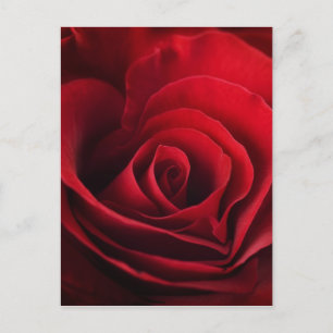 Valentine Red Rose Holiday Postcard