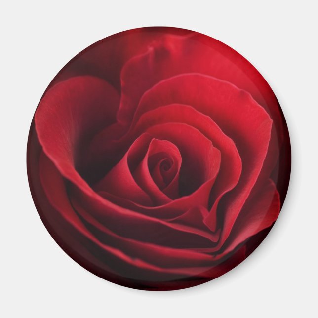 Valentine Red Rose Magnet (Front)