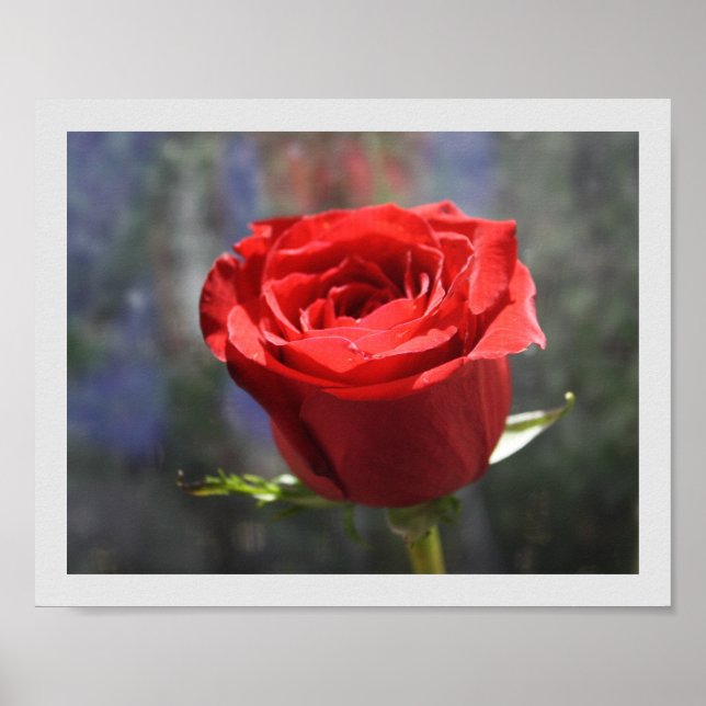 Valentine Rose 8"x10" Print (Front)