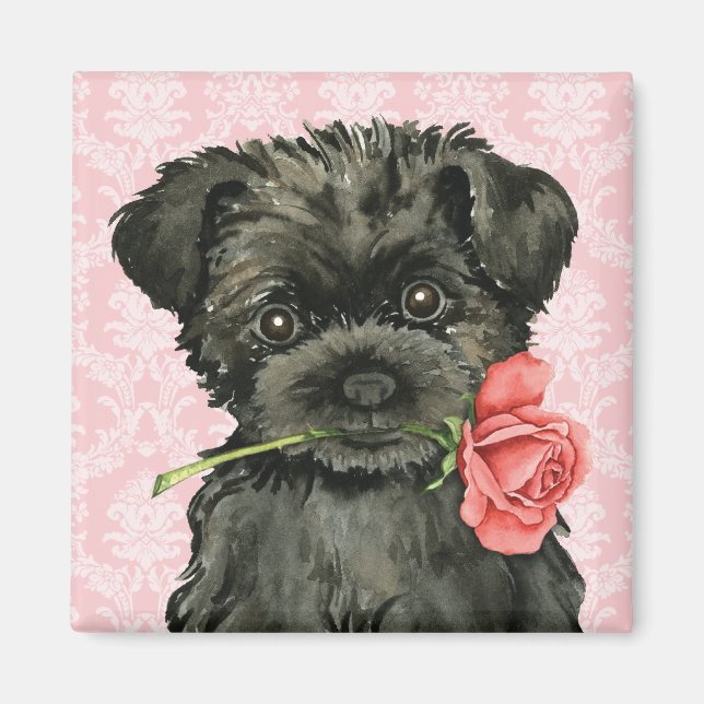 Valentine Rose Affenpinscher Magnet (Front)