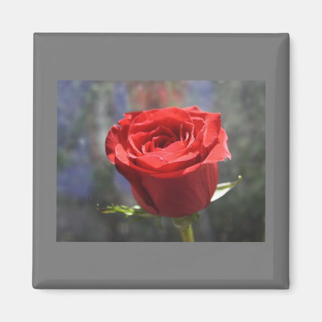 Valentine Rose Magnet (Front)
