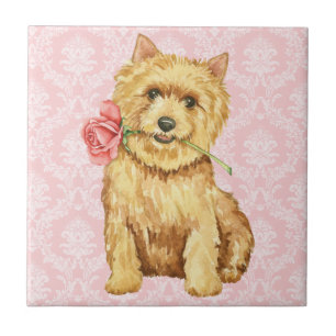 Valentine Rose Norwich Terrier Ceramic Tile