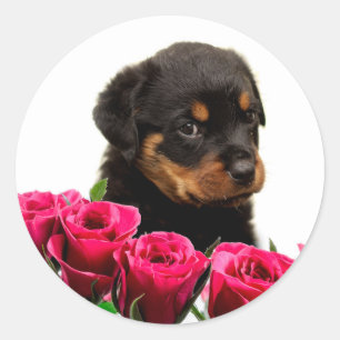 Valentine Rose Rottweiler Puppy Classic Round Sticker