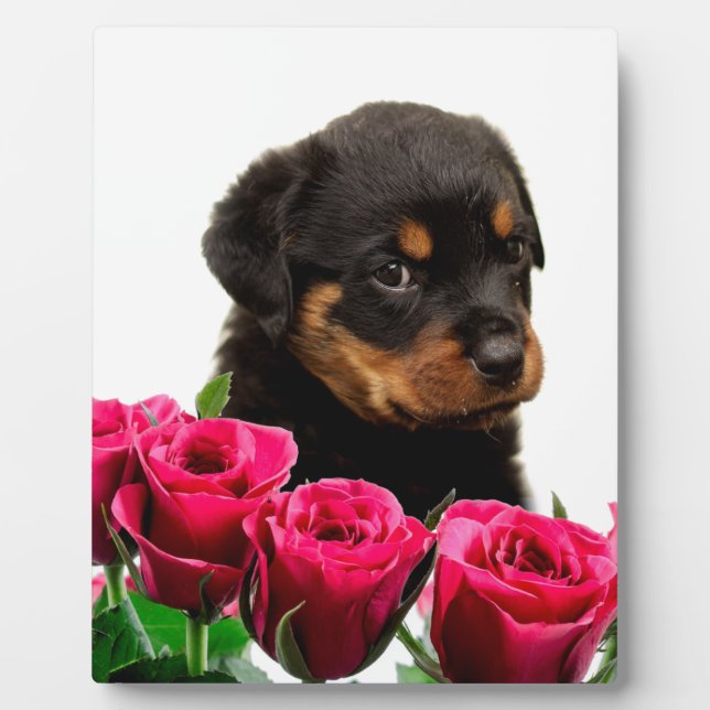 Valentine Rose Rottweiler Puppy Plaque (Front)
