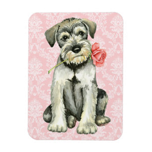 Valentine Rose Standard Schnauzer Magnet
