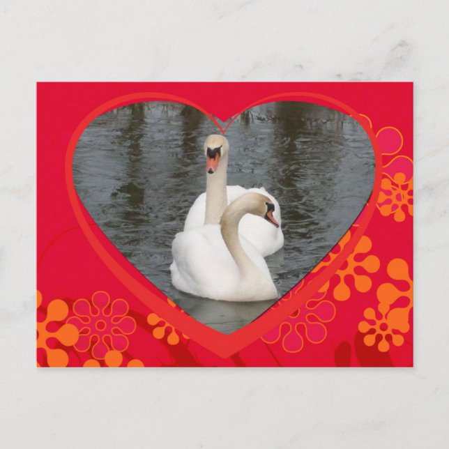 valentine swans holiday postcard (Front)