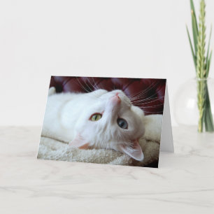 Valentine Turkish Angora Cat Odd Eyes Card