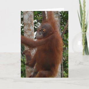 Valentine Wildlife Redhead Humour Holiday Card