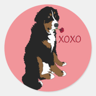Valentines Bernese Mountain Dog Classic Round Sticker