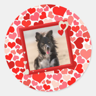 Valentines Border Collie Dog Hearts Classic Round Sticker