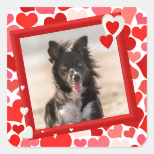 Valentines Border Collie Dog Hearts Square Sticker