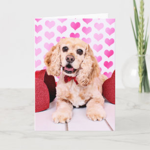 Valentines - Cocker Spaniel - Duke Holiday Card