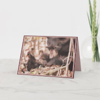 Valentine's Day 2012 Wildlife Research Institute