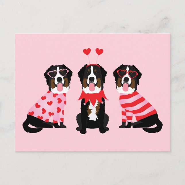Valentines Day Bernese Mountain Dogs Postcard (Front)