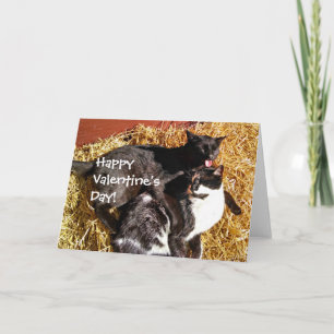 Valentine's Day Card with Cats