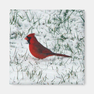 Valentine's Day Cardinal Magnet