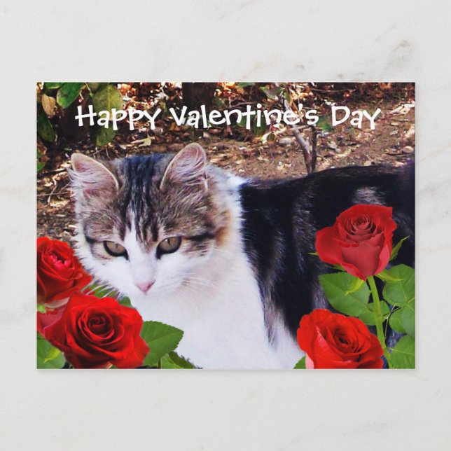 VALENTINE'S DAY CAT WITH RED ROSES HOLIDAY POSTCARD (Front)