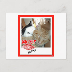 Valentine's Day Cats Holiday Postcard